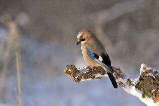 A little bird in the winter