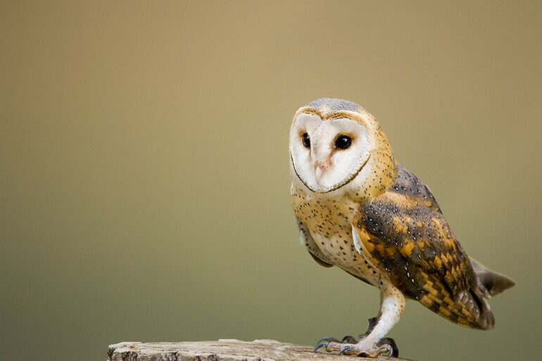 A little owl